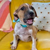 Thumbnail photo of Bam Bam Flintstone #4