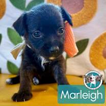 Thumbnail photo of Marleigh Marvelous #1