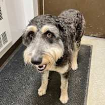 Thumbnail photo of River aka Winnie #1