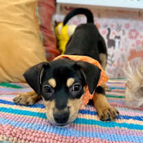 Thumbnail photo of Cain Wigglepaws #1