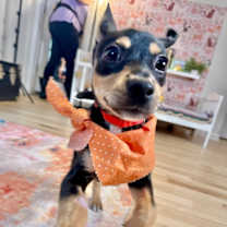 Thumbnail photo of Cain Wigglepaws #2