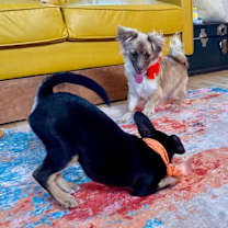 Thumbnail photo of Cain Wigglepaws #3