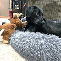 Thumbnail photo of Novalee #4