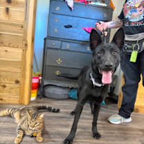 Thumbnail photo of Annie Sweets #3