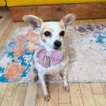 Thumbnail photo of Amy Rose #1