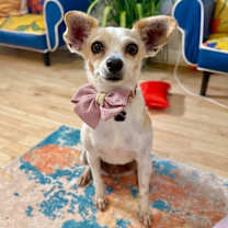 Thumbnail photo of Amy Rose #2