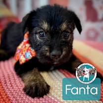 Thumbnail photo of Fanta Soda #1