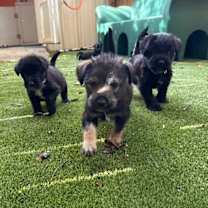 Thumbnail photo of Fanta Soda #3