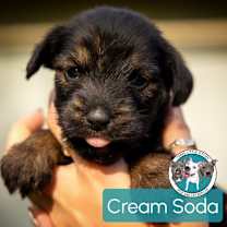 Thumbnail photo of Cream Soda #4