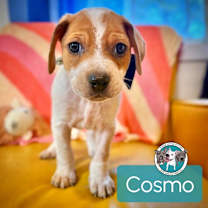 Thumbnail photo of Cosmo Park Avenue #3