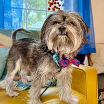 Thumbnail photo of Benji Bear #3