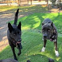 Thumbnail photo of Lady Rose #3