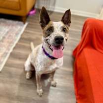 Thumbnail photo of Atlanta Peaches the Sweetest Peach #1