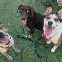 Thumbnail photo of Atlanta Peaches the Sweetest Peach #3