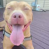 Thumbnail photo of Apollo #4