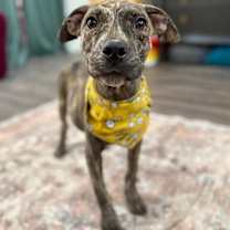 Thumbnail photo of Elizabeth Santa Fe #1