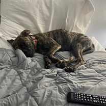 Thumbnail photo of Elizabeth Santa Fe #3