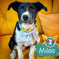 Thumbnail photo of Miles the Cutie #1