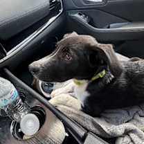 Thumbnail photo of Miles the Cutie #2