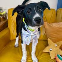 Thumbnail photo of Miles the Cutie #4