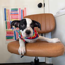 Thumbnail photo of Daniel Adorable #1