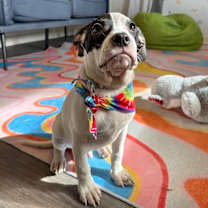 Thumbnail photo of Daniel Adorable #2