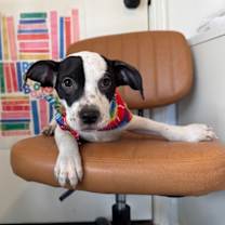 Thumbnail photo of Daniel Adorable #3