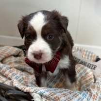 Thumbnail photo of TXT K Pop #3