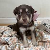 Thumbnail photo of Red Velvet K Pop #1