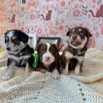 Thumbnail photo of BTS K Pop #2