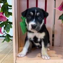 Thumbnail photo of Aespa K Pop #1