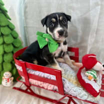 Thumbnail photo of Aespa K Pop #2