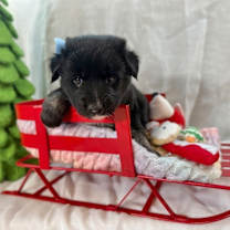 Thumbnail photo of Black Pink K Pop #1