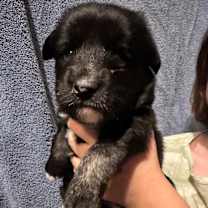 Thumbnail photo of Black Pink K Pop #4