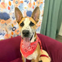 Thumbnail photo of Butter Beans #1