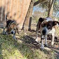 Thumbnail photo of Breeza Lucky Lady of Love #3