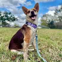 Thumbnail photo of Tori Mae Petite Family Dog #2