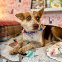 Thumbnail photo of Tori Mae Petite Family Dog #4