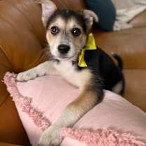 Thumbnail photo of Morning Glory Ark #1