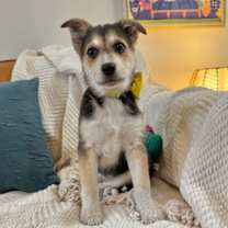 Thumbnail photo of Morning Glory Ark #2