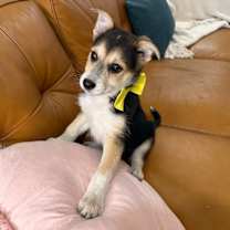 Thumbnail photo of Morning Glory Ark #4