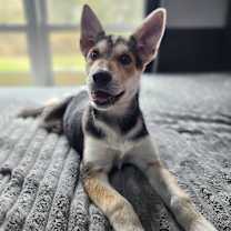 Thumbnail photo of Rose Ark #2