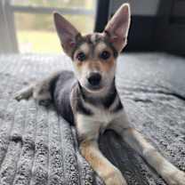 Thumbnail photo of Rose Ark #4