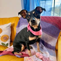 Thumbnail photo of Lilly Potato #1