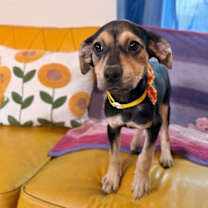 Thumbnail photo of Sweetie Potato #1