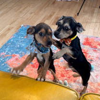 Thumbnail photo of Sweetie Potato #3