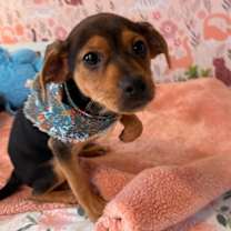 Thumbnail photo of Yukon Potato #4