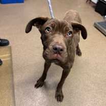 Thumbnail photo of Abby #1