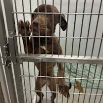 Thumbnail photo of Abby #2