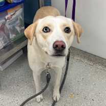 Thumbnail photo of Brie #1